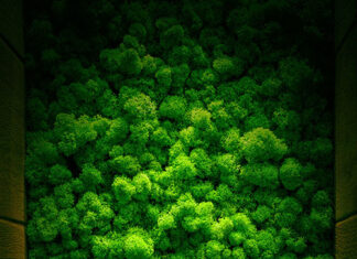 ściany z mchu leśnego