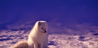 Ile da się odłożyć w Norwegii? Ile da się odłożyć w Norwegii?