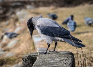 Jak odnowić stary murek betonowy?