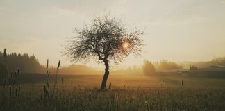 Co stosować na trudno gojące się rany? Co stosować na trudno gojące się rany?