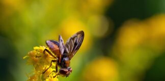 Ile volt ma jedną faza?