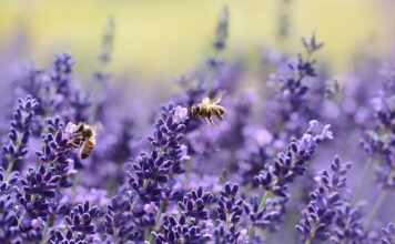 Jak złapać rój pszczół?