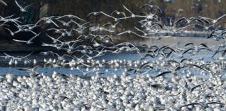 Jak zatrzymać wodę na działce?