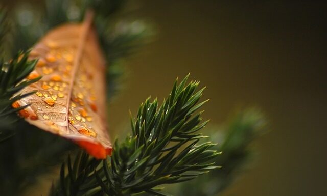 Czy tuje można palić w kominku?