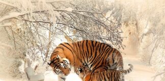 Dlaczego matki Trutowieją? Dlaczego matki Trutowieją?