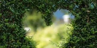 Czy zieloną herbatę można parzyć 2 razy? Czy zieloną herbatę można parzyć 2 razy?