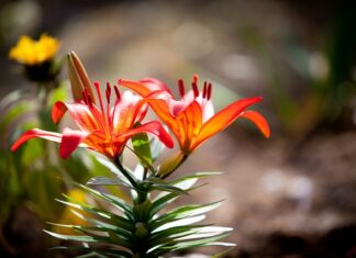 Co to znaczy mm2? Co to znaczy mm2?