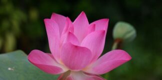 Jak się mówi po angielsku ładowarka? Jak się mówi po angielsku ładowarka?