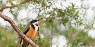 Dlaczego nie daje się miodu do gorącej herbaty?