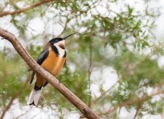 Dlaczego nie daje się miodu do gorącej herbaty? Dlaczego nie daje się miodu do gorącej herbaty?