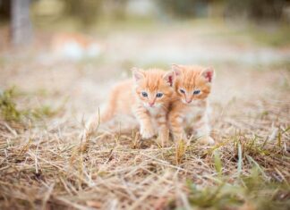 Czym smarować ściany fundamentowe? Czym smarować ściany fundamentowe?