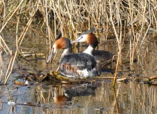 Ile może być gniazd na jednym obwodzie?