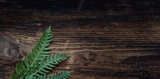 Czy Ziemia do paproci nadaje się do innych kwiatów? Czy Ziemia do paproci nadaje się do innych kwiatów?