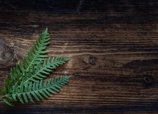 Czy Ziemia do paproci nadaje się do innych kwiatów?