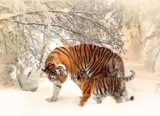 Jak długo można trzymać matkę w klateczce? Jak długo można trzymać matkę w klateczce?