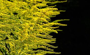 Czego nie wolno sadzić obok siebie?