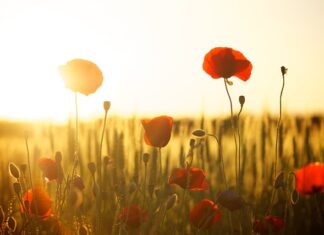 Czy mąka chlebowa nadaje się do ciasta? Czy mąka chlebowa nadaje się do ciasta?