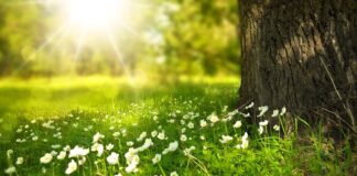 Jakie kwiaty są mało wymagające?