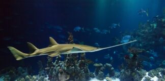 Czy piła do drewna można ciąć aluminium? Czy piła do drewna można ciąć aluminium?