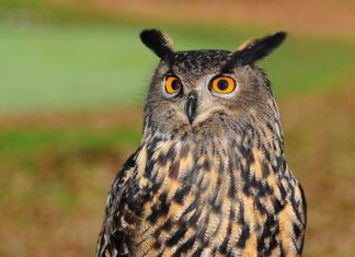 Co odstrasza sowy? Co odstrasza sowy?