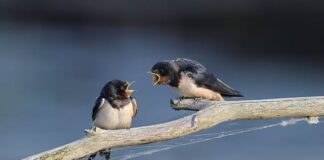 Jak zwabić jaskółki? Jak zwabić jaskółki?