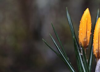 Czy krokusy trzeba wykopywać?