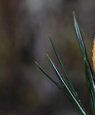 Czy krokusy trzeba wykopywać?