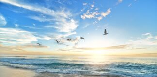 Dlaczego ptaki nie przylatują do karmnika? Dlaczego ptaki nie przylatują do karmnika?