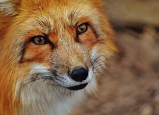 Jak wzmocnić spod szuflady?