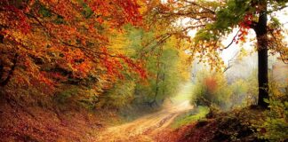 Jakie obuwie do lasu?