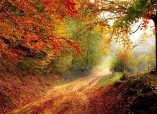 Jakie obuwie do lasu?