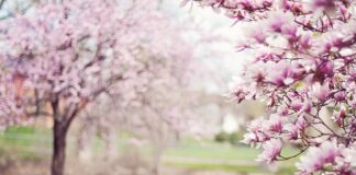 Jakie krzewy kwitnące do ogrodu?