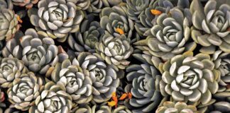 Co pod byliny? Co pod byliny?