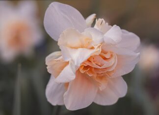 Kiedy ścinać liście narcyzów?