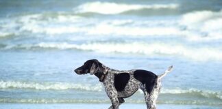 W czym moczyć cebule przed sadzeniem?