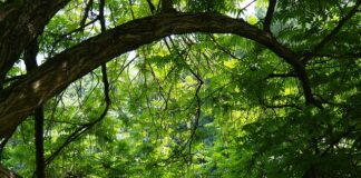 Jak wycinać ze sklejki w domu?