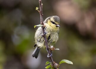 Czy sikorki lubią jabłka?