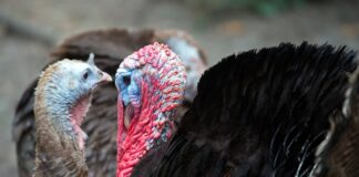 Ile kosztuje przycięcie blatu? Ile kosztuje przycięcie blatu?