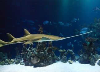 Jaka piła do tworzyw sztucznych? Jaka piła do tworzyw sztucznych?