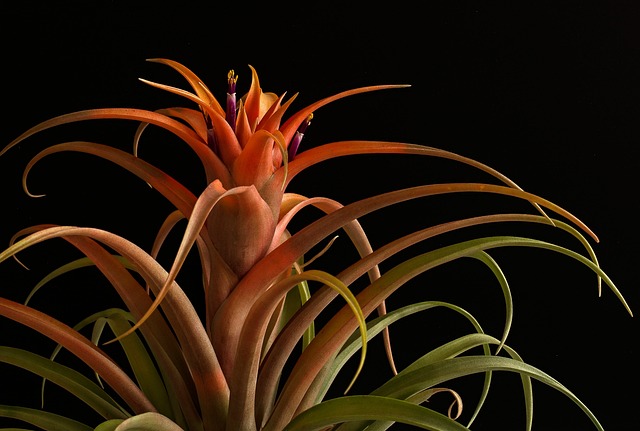 Jak nazywa się ostrze broni białej typu siecznego? Jak nazywa się ostrze broni białej typu siecznego?