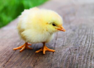 Dlaczego pierś z kurczaka jest gumowa?