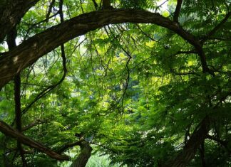 Ile kosztuje sklejka 3mm?