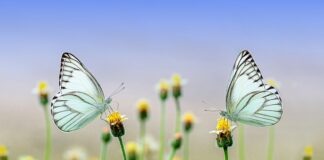 Co kwitnie od wiosny do lata? Co kwitnie od wiosny do lata?