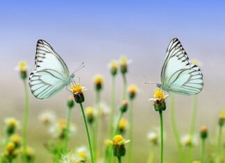 Co kwitnie od wiosny do lata?