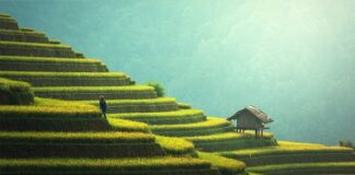 Co posadzić przy tarasie?