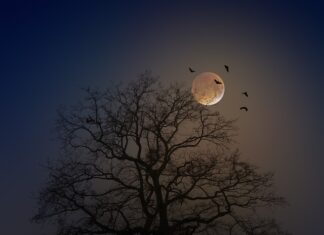 Jak zwabić nietoperze do budki? Jak zwabić nietoperze do budki?