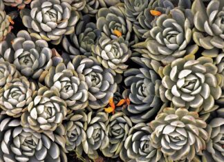 Co to są byliny wieloletnie? Co to są byliny wieloletnie?