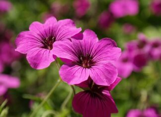 Który Bodziszek kwitnie najdłużej? Który Bodziszek kwitnie najdłużej?