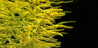 W jakiej odległości sadzić byliny? W jakiej odległości sadzić byliny?