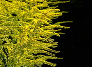 W jakiej odległości sadzić byliny? W jakiej odległości sadzić byliny?